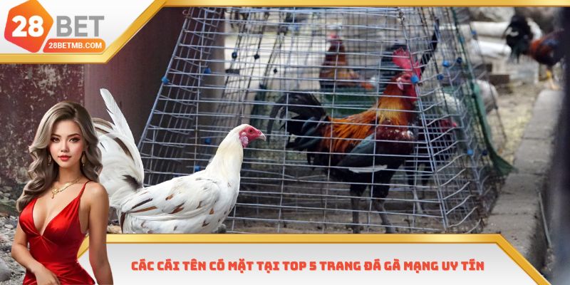 Các cái tên có mặt tại Top 5 trang đá gà mạng uy tín